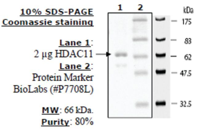 HDAC-11 human