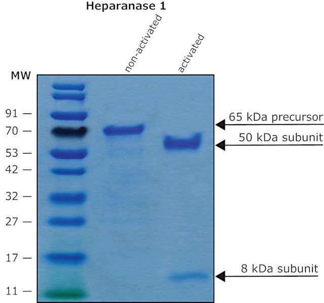 Heparanase-1 pre-activated human