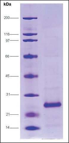 HCV-NS4A/NS3-1b Protease, Histag, strain HC-J4 from hepatitis C virus