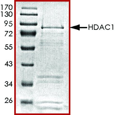 HDAC1, active, GST tagged human