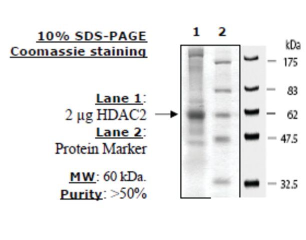 HDAC2 FLAG tag human