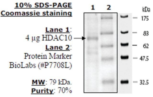 HDAC-10 human