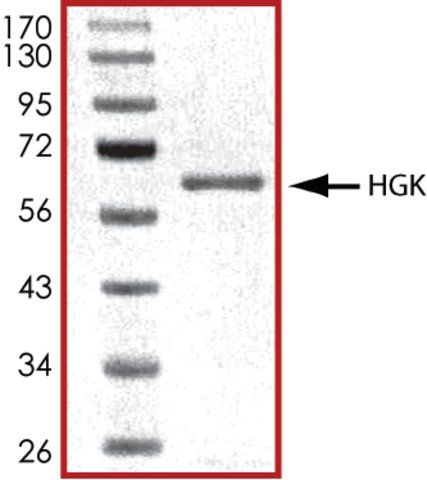 HGK (1-328), active, GST tagged human