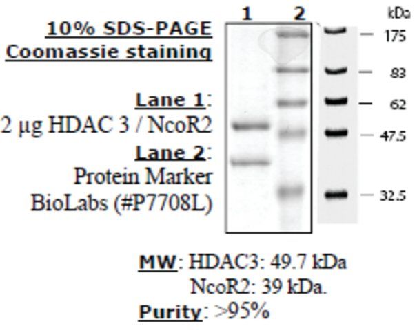 HDAC-3/NCOR2 human