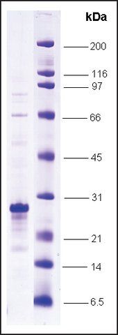 HIF-1  N-terminal activation domain (530-698) human