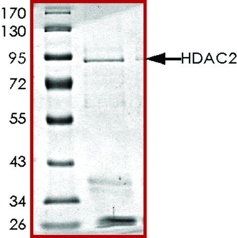 HDAC2, active, GST tagged human