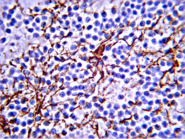 IgG1 Antibody, Mouse