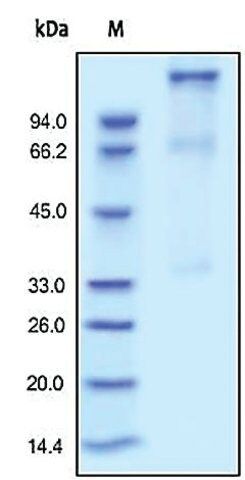 IGF 1R/CD221 human