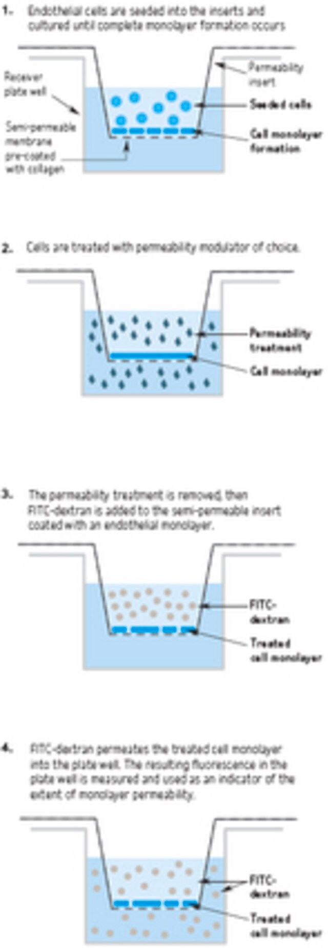 <i>In Vitro</i> Vascular Permeability Assay (96-well)