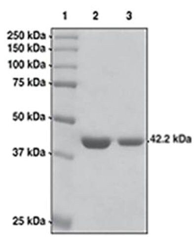 JMJD2 (888-1023) GST tag human