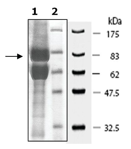 JMJD2b active human