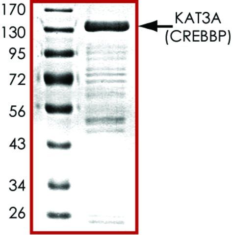 KAT3A (518-1207), GST tagged human