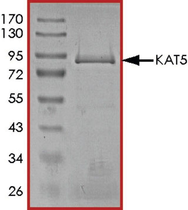 KAT5 (TIP60), Active