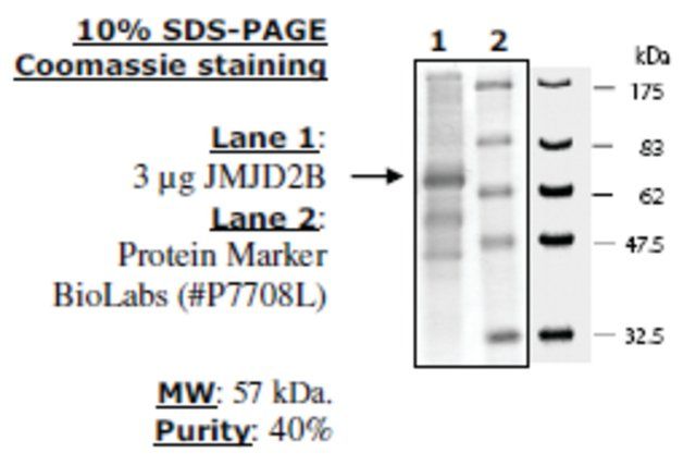 JMJD2b active human