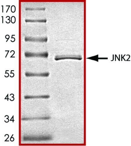 JNK2, active, GST tagged human