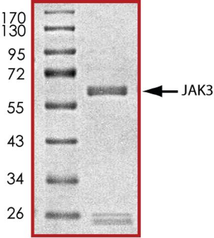 JAK3 (781-end), active, GST tagged human