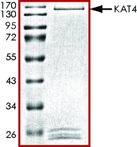 KAT4, GST tagged human