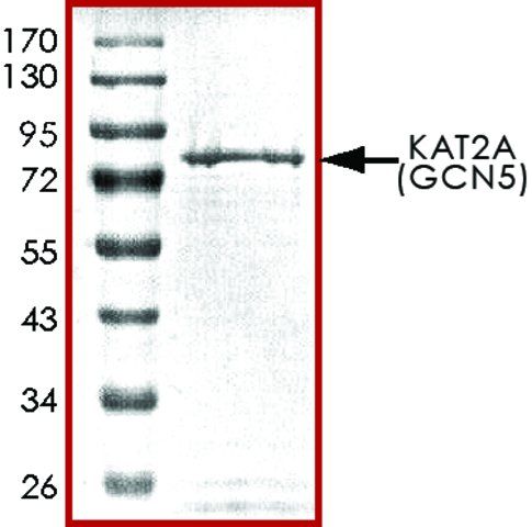 KAT2A (GCN5), active, GST tagged human