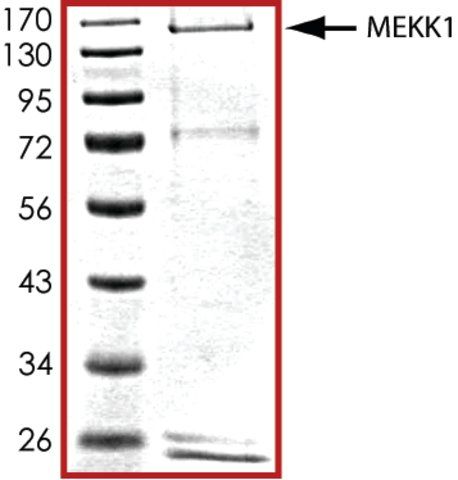 MEKK1 (900-1748), active, GST tagged human