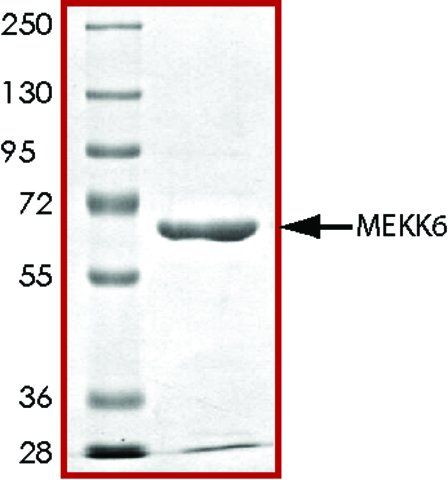 MEKK6, active, GST tagged human