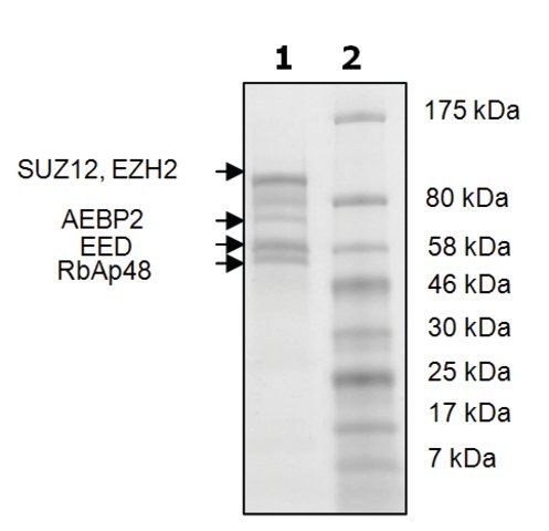 EZH2 /EED/SUZ12/RbAp48/AEBP2 human