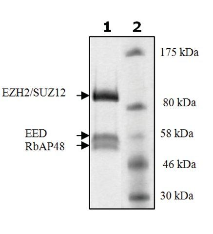 EZH2/EED/SUZ12/RbAp48 active human