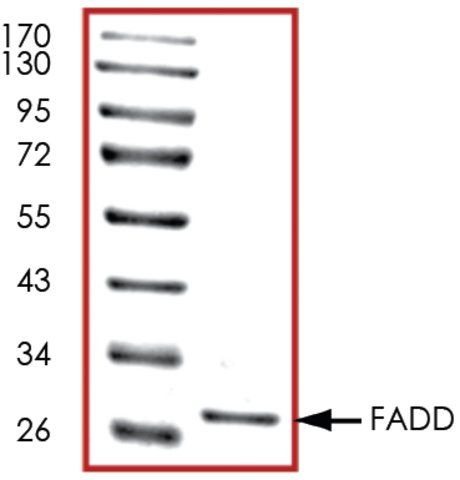 FADD, His tagged human