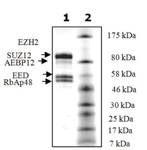 EZH2 /EED/SUZ12/RbAp48/AEBP2 human