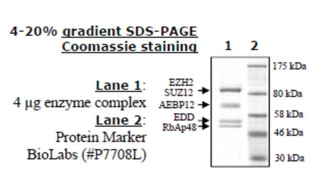 EZH2/EED/SUZ12/RbAp48/AEBP2 human