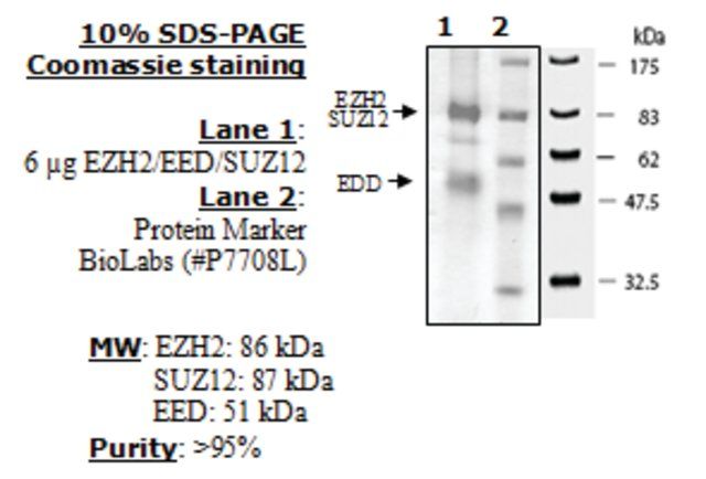 EZH2 / EED / SUZ12 human