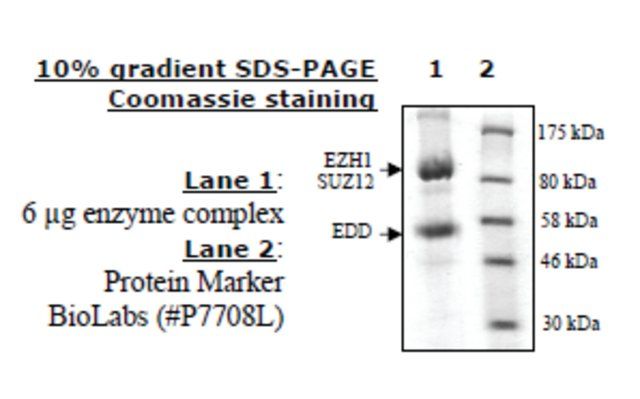 EZH1/EED/SUZ12  human