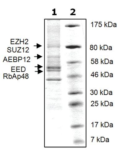 EZH2 /EED/SUZ12/RbAp48/AEBP2 human