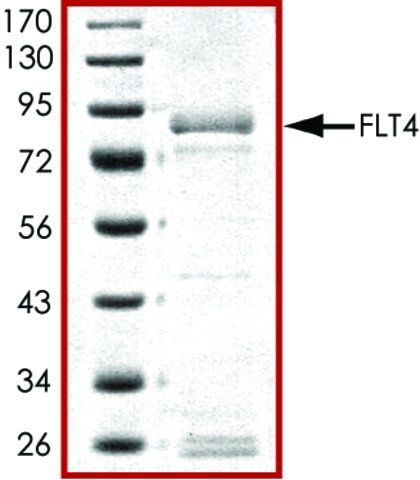 FLT4 (800-end), active, GST tagged human