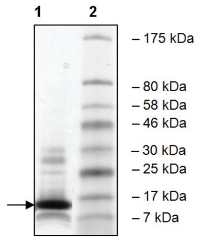 BRPF1 (627-746) human