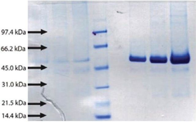 BPI from human neutrophils