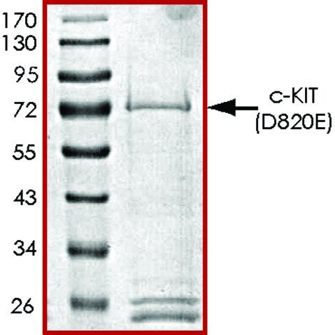 c-KIT (D820E), active, GST tagged human