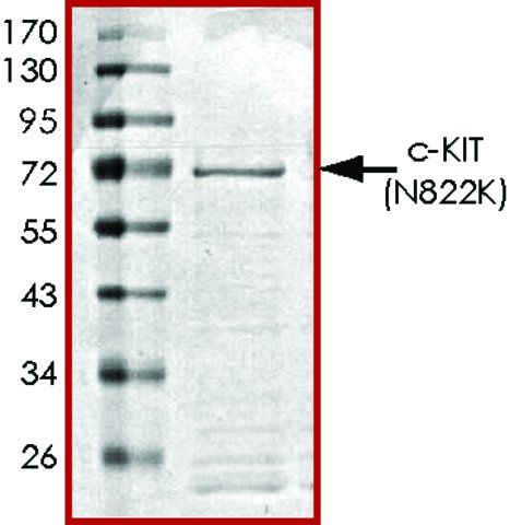 c-KIT (N822K), active, GST tagged human