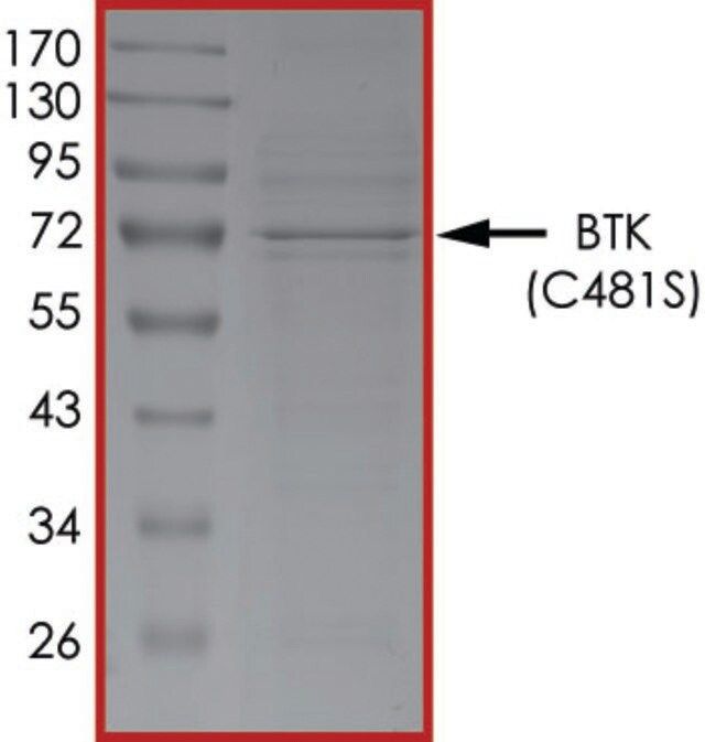 BTK (C481S), Active