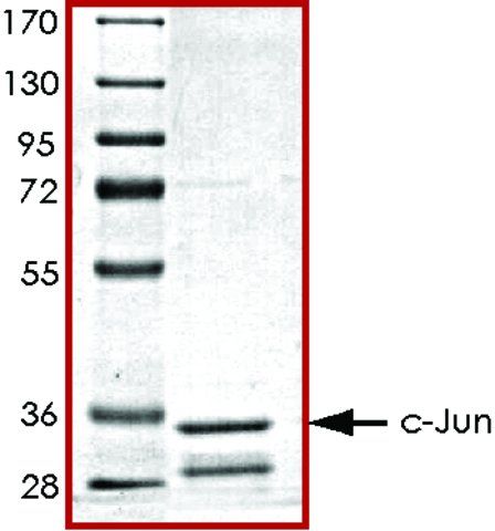 c-JUN (1-79), GST tagged human