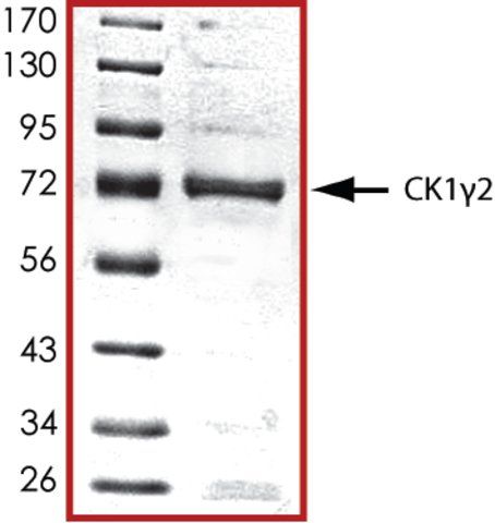 CK1  2, active, GST tagged human