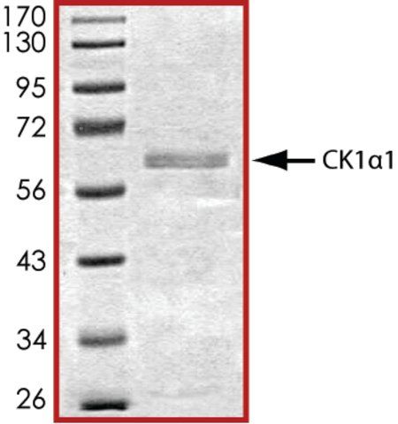 CK1  1, active, GST tagged human