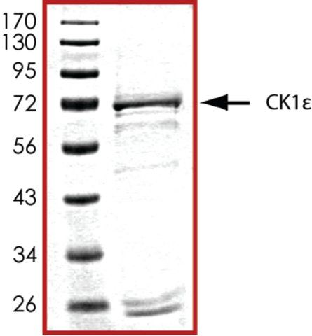 CK1 , active, GST tagged human