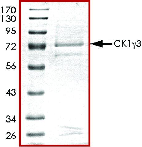 CK1  3, active, GST tagged human