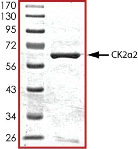 CK2  2, active, GST tagged human