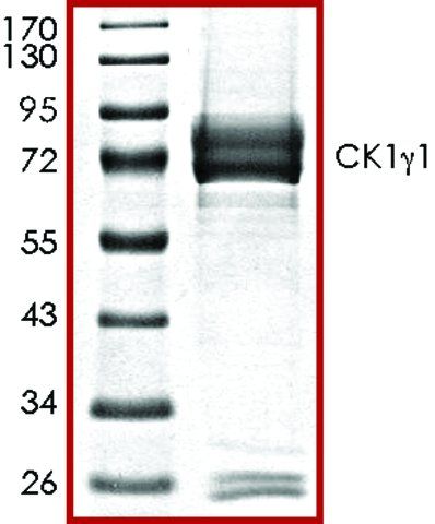 CK11, active, GST tagged human