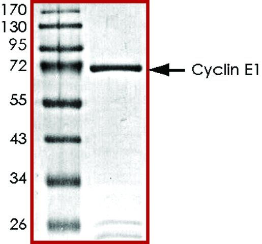 CyclinE1, GST tagged human