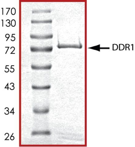 DDR1 (444-end), active, GST tagged human