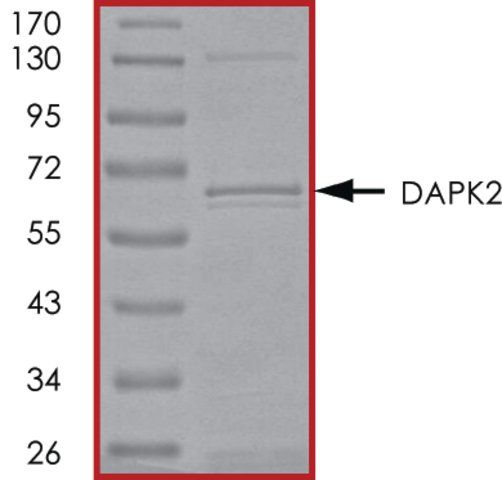 DAPK2, active, GST tagged human