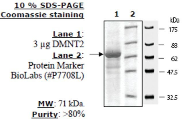 DNMT2 Active human