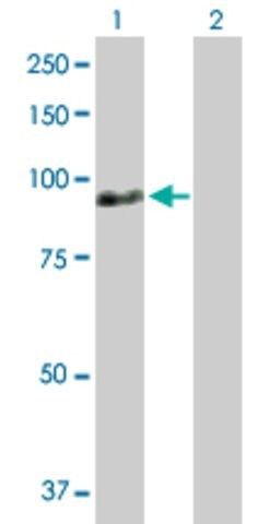 Anti-ZNF496 antibody produced in rabbit